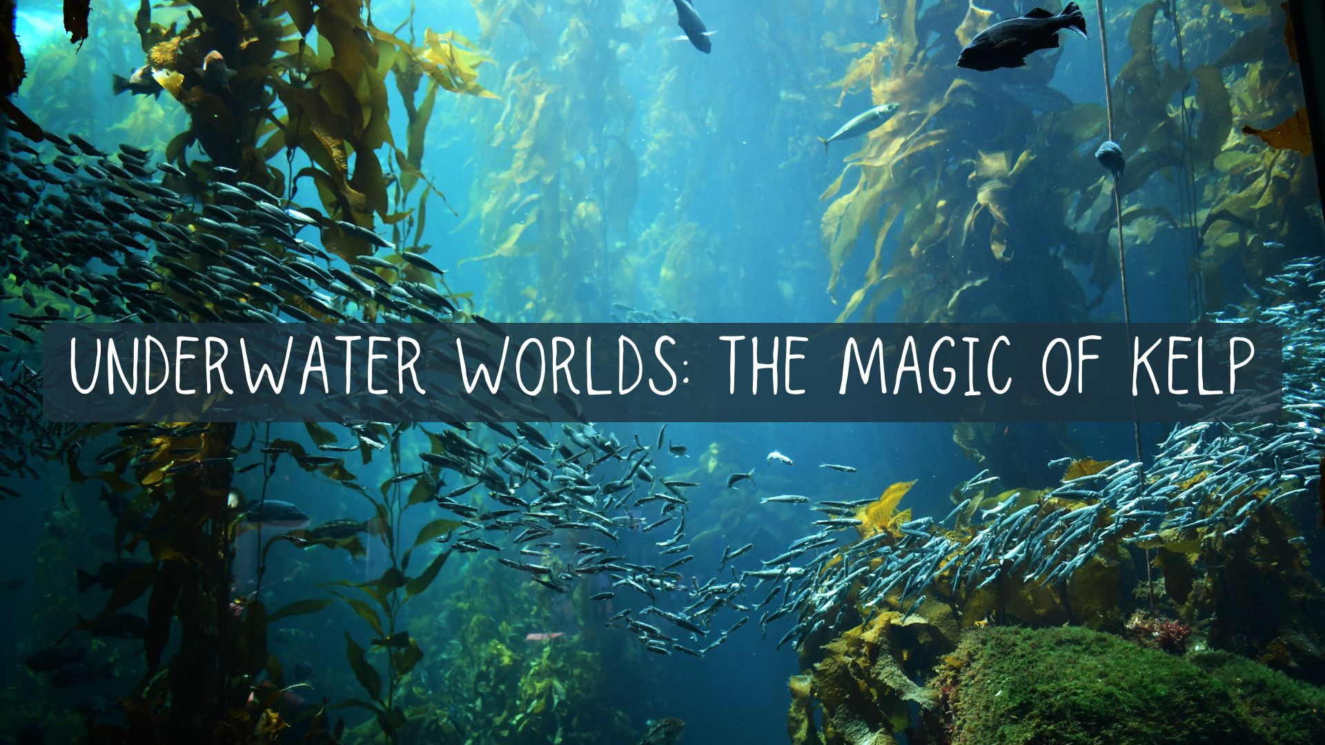 Underwater picture of California's Kelp Forest. Tall kelp stands in a blue underwater scene with a school of fish swimming past.